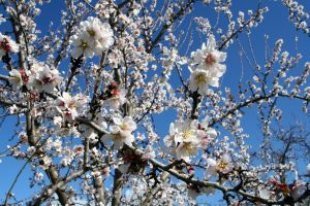 Almond_orchards_trees_248628_l