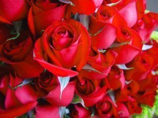 Rosa_Rosas_Flor_249965_l