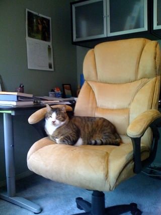 Captaininofficechair