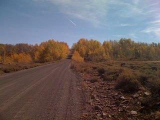 Aspens