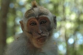 Bali_indonesia_monkey_633954_l