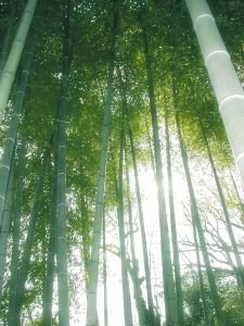 Bamboo-grove-japan-34281-o