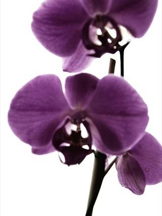 Purple_orchid_flower_30860_l