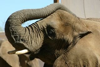 Elephant-IMG_1981