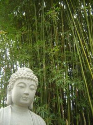 Buddha_statue_asia_224789_l