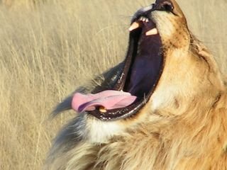 Lion_yawn_namibia_13413_h