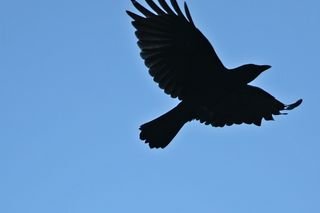 Crow-bird-flight-43462-h