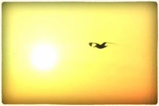 Bird_sunrise_flying_244946_l