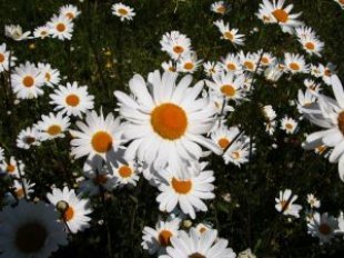 Flowers_daisy_daisies_249172_l