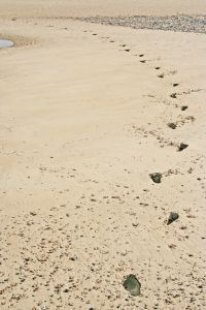 Beach_clouds_wind_244169_l