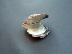 Oyster_shell_pearl_265851_l