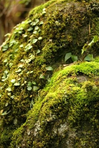 Rainforest-green-moss-2067300-h