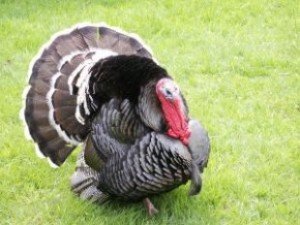 turkey_gobble_dinner_268746_l