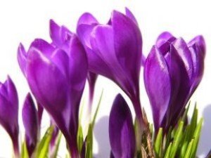 crocus_white_purple_246778_l