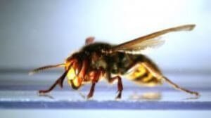 wasp_macro_wasp_243277_l